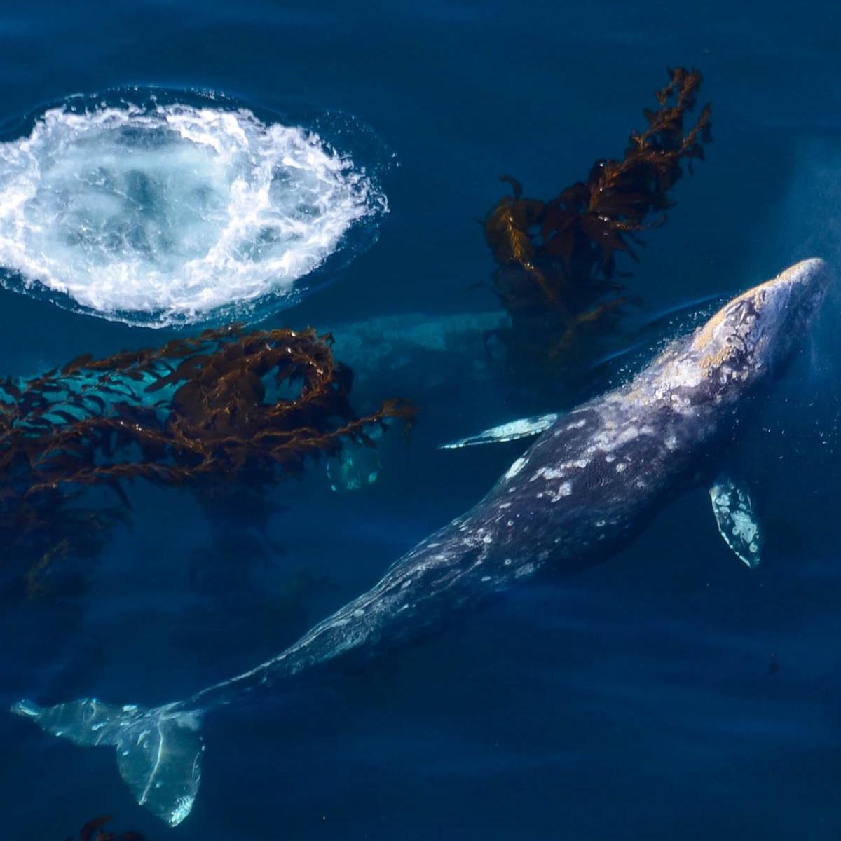 Big Sur Whale