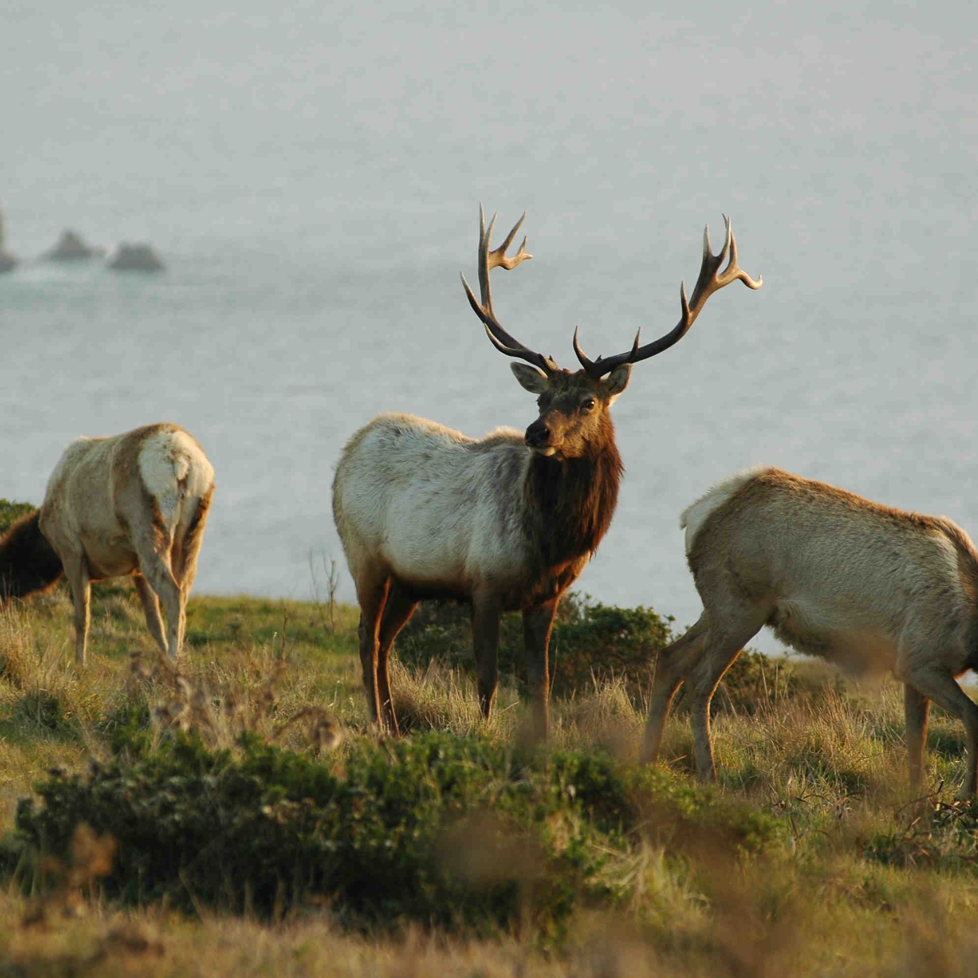 Elk