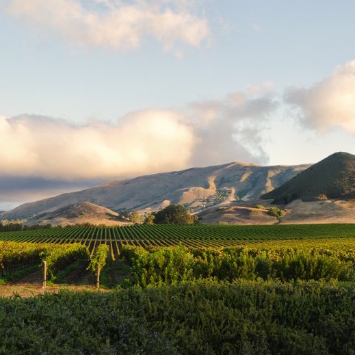 Edna Valley Wine Region
