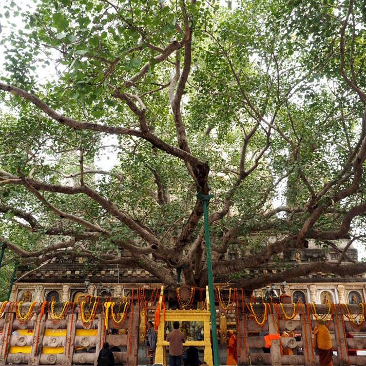 Sacred Bo Tree