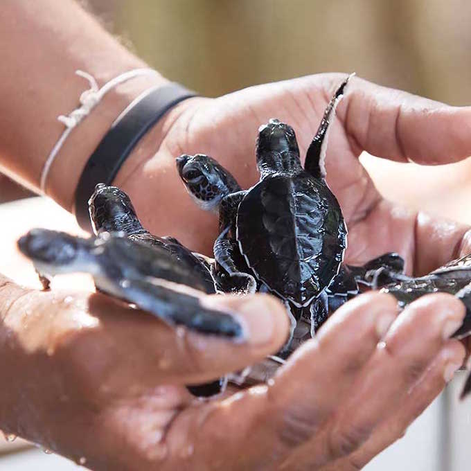 Baby Turtles