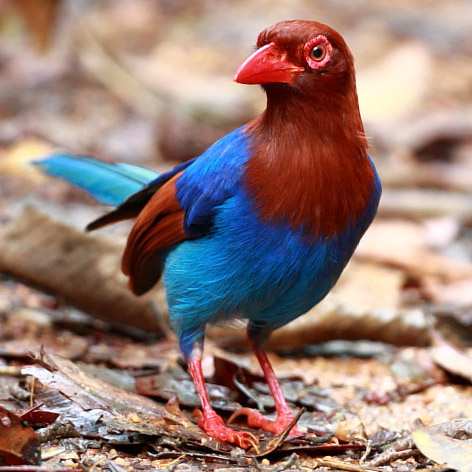 Sri Lankan Blue Magpie